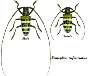 Nemophas trifasciatus - Image 2