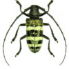 Nemophas trifasciatus - Image 3