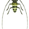 Nemophas trifasciatus