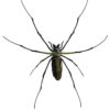 Nephila kuhlii