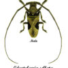 Odontolamia sellata