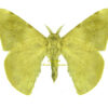 Orthogonioptilum monochromum