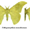Orthogonioptilum monochromum - Image 2