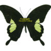 Papilio antonio