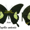 Papilio antonio – Image 2