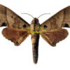Polyptychus carteri