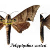 Polyptychus carteri - Image 2