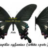 Papilio syfanius ( white spots ) - Image 2