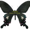 Papilio syfanius ( white spots )