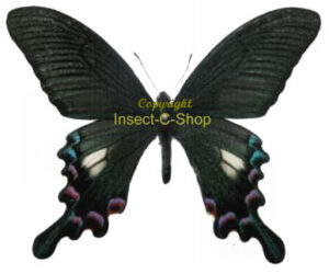 Papilio syfanius ( white spots )