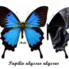 Papilio ulysses ulysses - Image 2