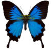 Papilio ulysses ulysses