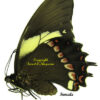 Papilio aristeus bitias - Image 2