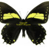 Papilio aristeus bitias