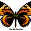 Papilio ( Pyrrhosticta ) bachus