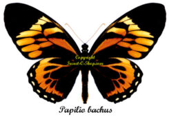 Papilio ( Pyrrhosticta ) bachus