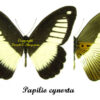 Papilio cynorta - Image 2