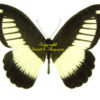 Papilio cynorta