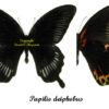 Papilio deiphobus deiphobus - Image 2