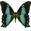 Papilio ( Nireopapilio ) desmondi usambaraensis