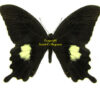 Papilio fuscus fuscus