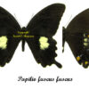 Papilio fuscus fuscus - Image 2