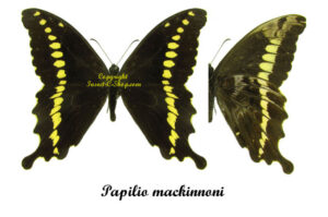 Papilio mackinnoni - Image 2