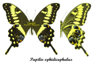 Papilio ophidicephalus - Image 2