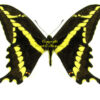 Papilio ( Heraclides ) paeon paeon