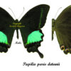 Papilio ( Achillides ) paris detanii - Image 2