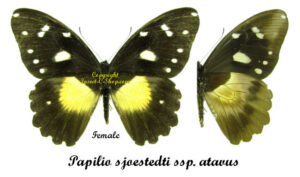 Papilio sjoestedti ssp. atavus ( 2-females ) - Image 2