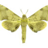 Polyptychus affinis