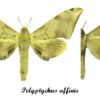 Polyptychus affinis - Image 2