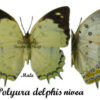 Polyura delphis nivea - Image 2