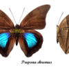 Prepona ( Archaeoprepona ) chromus - Image 2