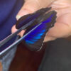 HYBRID Prepona laertes / Agrias beata stuarti - Image 2