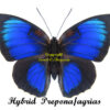 HYBRID Prepona laertes / Agrias beata stuarti