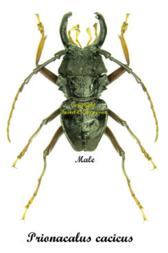 Prionocalus cacicus