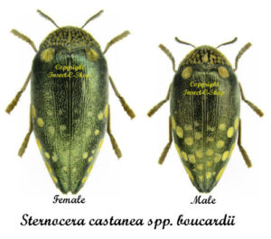 Sternocera castanea boucardii – Image 2