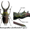 Sphaenognathus feisthameli – Image 2