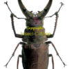 Sphaenognathus feisthameli