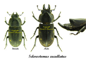 Sclerostomus cucullatus - Image 2