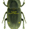 Sclerostomus cucullatus