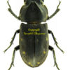 Sclerostomus cucullatus - Image 3