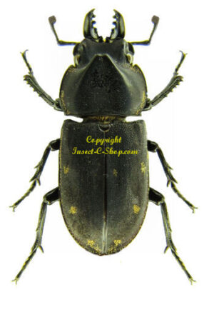 Sclerostomus cucullatus - Image 3