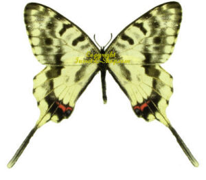 Sericinus telamon koreanus