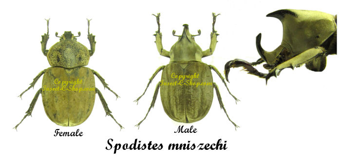 Spodistes mniszechi - Insect collector's shop | Collectionneur d'insectes