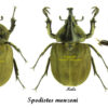 Spodistes monzoni - Image 3