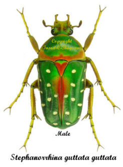 Stephanorrhina guttata guttata