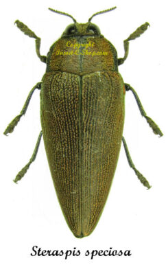 Steraspis speciosa ( Red )